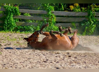 PRE Blandning, Hingst, 2 år, 158 cm, Ljusbrun