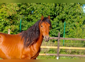 PRE Blandning, Hingst, 2 år, 158 cm, Ljusbrun