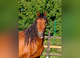 PRE Blandning, Hingst, 2 år, 158 cm, Ljusbrun