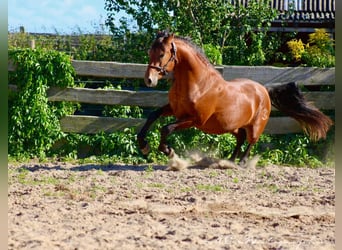 PRE Blandning, Hingst, 2 år, 158 cm, Ljusbrun