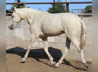 PRE, Hingst, 2 år, 158 cm, Palomino