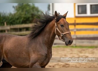 PRE, Hingst, 2 år, 159 cm, Kan vara vit
