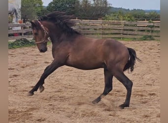 PRE, Hingst, 2 år, 159 cm, Kan vara vit