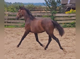 PRE, Hingst, 2 år, 159 cm, Kan vara vit