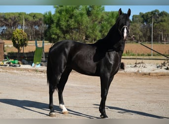 PRE Blandning, Hingst, 2 år, 159 cm, Svart