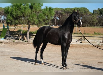 PRE Blandning, Hingst, 2 år, 159 cm, Svart