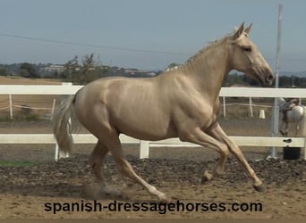 PRE Blandning, Hingst, 2 år, 160 cm, Palomino