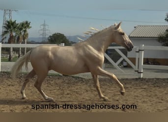 PRE Blandning, Hingst, 2 år, 160 cm, Palomino