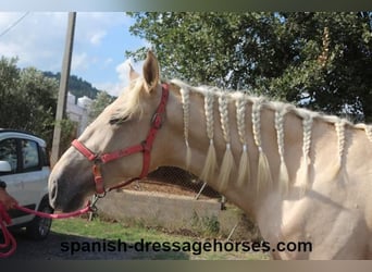 PRE Blandning, Hingst, 2 år, 160 cm, Palomino