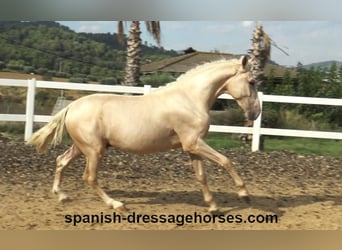 PRE Blandning, Hingst, 2 år, 160 cm, Palomino