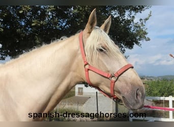 PRE Blandning, Hingst, 2 år, 160 cm, Palomino