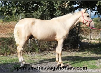 PRE Blandning, Hingst, 2 år, 160 cm, Palomino