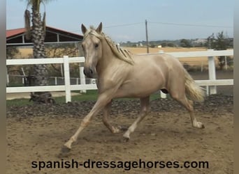 PRE Blandning, Hingst, 2 år, 160 cm, Palomino