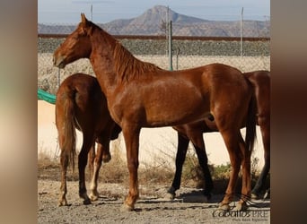 PRE, Hingst, 2 år, 163 cm, fux