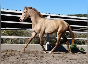 PRE, Hingst, 2 år, 163 cm, Pärla