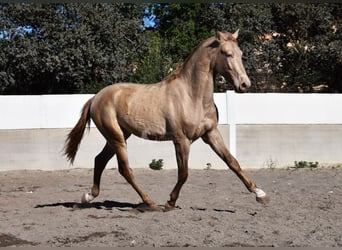 PRE, Hingst, 2 år, 163 cm, Pärla