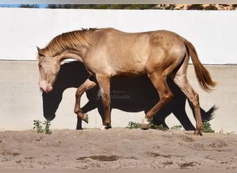 PRE, Hingst, 2 år, 163 cm, Pärla