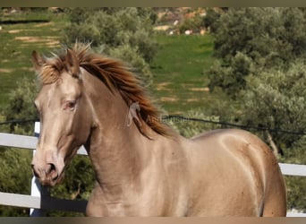 PRE, Hingst, 2 år, 163 cm, Pärla