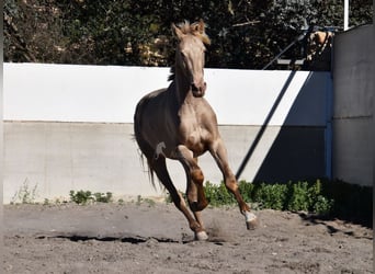 PRE, Hingst, 2 år, 163 cm, Pärla