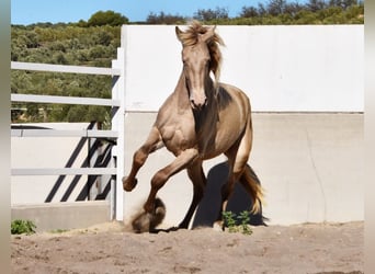 PRE, Hingst, 2 år, 163 cm, Pärla