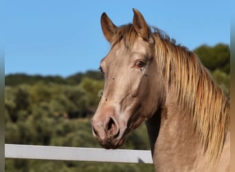 PRE, Hingst, 2 år, 163 cm, Pärla