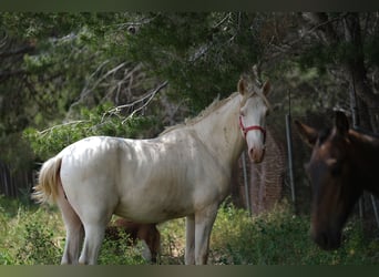 PRE Blandning, Hingst, 2 år, 163 cm, Perlino