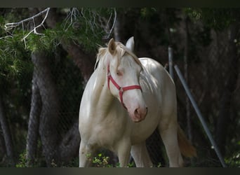 PRE Blandning, Hingst, 2 år, 163 cm, Perlino