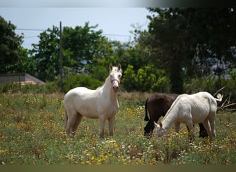 PRE Blandning, Hingst, 2 år, 163 cm, Perlino