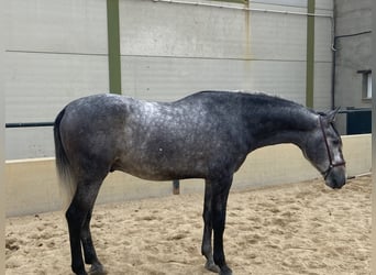 PRE Blandning, Hingst, 2 år, 165 cm, Grå