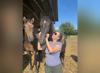 PRE, Hingst, 2 år, 165 cm, Grå-mörk-brun