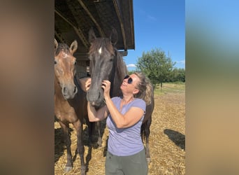 PRE, Hingst, 2 år, 165 cm, Grå-mörk-brun