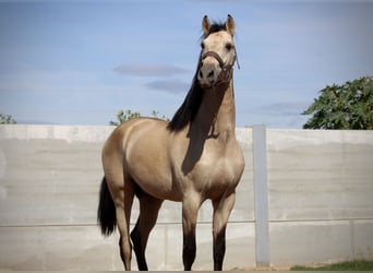 PRE Blandning, Hingst, 2 år, 165 cm, Gulbrun