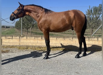 PRE, Hingst, 2 år, 166 cm, Brun