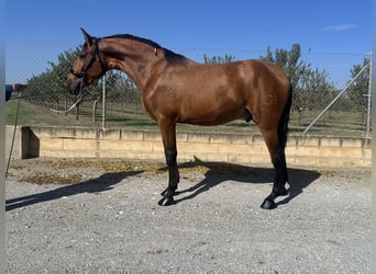 PRE Blandning, Hingst, 2 år, 166 cm, Brun