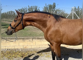 PRE Blandning, Hingst, 2 år, 166 cm, Brun