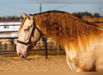 PRE Blandning, Hingst, 2 år, 170 cm, Grå