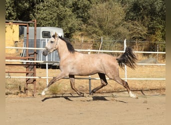 PRE Blandning, Hingst, 2 år, 170 cm, Grå