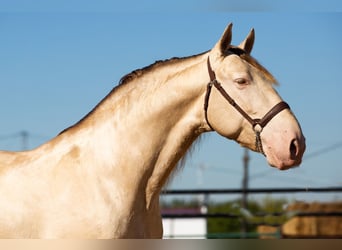 PRE Blandning, Hingst, 2 år, 170 cm, Grå