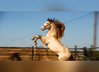 PRE Blandning, Hingst, 2 år, 170 cm, Grå