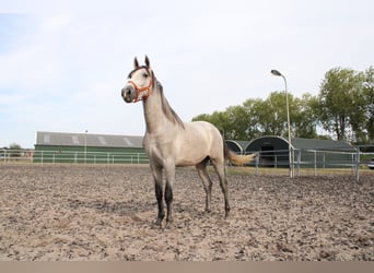 PRE Blandning, Hingst, 2 år, 170 cm, Grå