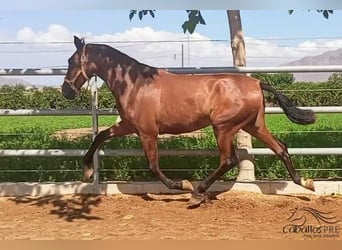 PRE, Hingst, 2 år, 172 cm, Brun