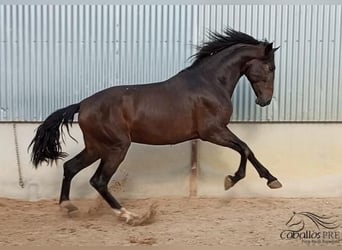 PRE, Hingst, 2 år, 172 cm, Brun