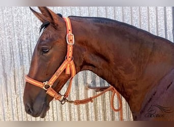 PRE, Hingst, 2 år, 172 cm, Brun