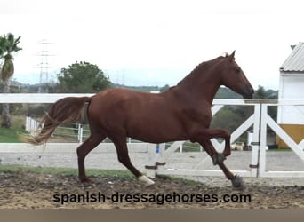 PRE Blandning, Hingst, 3 år, 155 cm, fux