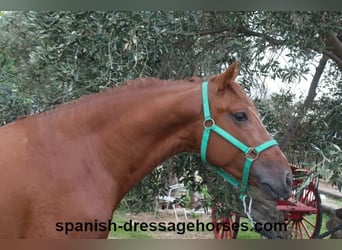 PRE Blandning, Hingst, 3 år, 155 cm, fux