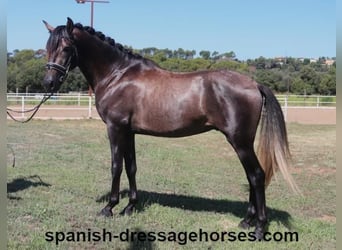 PRE Blandning, Hingst, 3 år, 155 cm, Grå