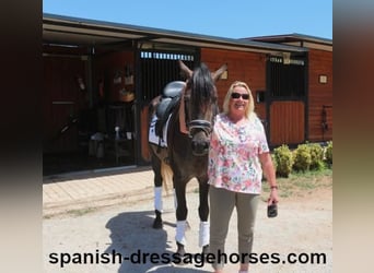 PRE Blandning, Hingst, 3 år, 155 cm, Grå