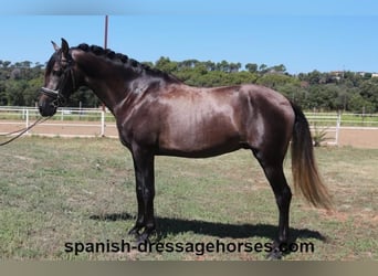 PRE Blandning, Hingst, 3 år, 155 cm, Grå