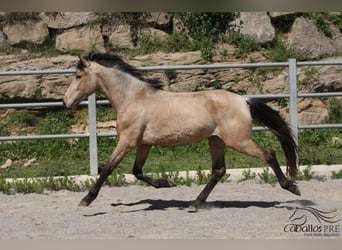 PRE, Hingst, 3 år, 155 cm, Gulbrun