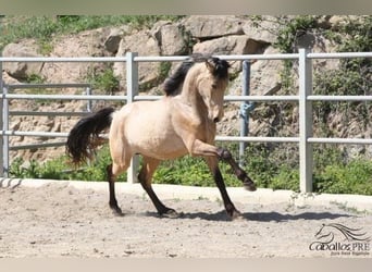 PRE, Hingst, 3 år, 155 cm, Gulbrun